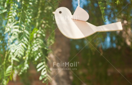 Fair Trade Photo Activity, Animals, Bird, Colour image, Flying, Freedom, Horizontal, Peace