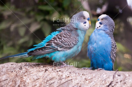 Fair Trade Photo Animals, Bird, Colour image, Garden, Horizontal, Nature, Outdoor, Parrot, Peru, South America