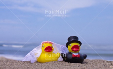 Fair Trade Photo Animals, Bride, Colour image, Duck, Groom, Horizontal, Marriage, Peru, South America, Wedding