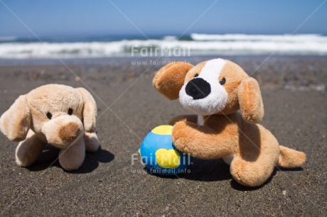 Fair Trade Photo Activity, Animals, Ball, Beach, Colour image, Dog, Horizontal, Peru, Playing, Puppy, South America, Summer