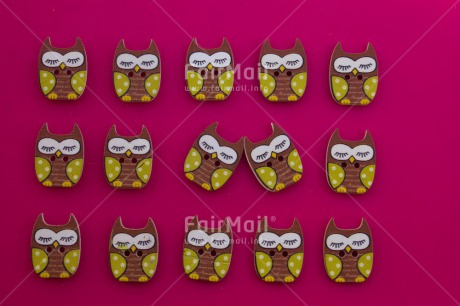 Fair Trade Photo Animals, Colour image, Friendship, Funny, Horizontal, Love, Owl, Peru, South America