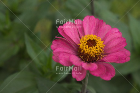 Fair Trade Photo Colour image, Flower, Horizontal, Mothers day, Nature, Peru, South America