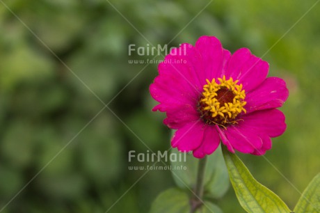 Fair Trade Photo Colour image, Flower, Horizontal, Mothers day, Nature, Peru, South America