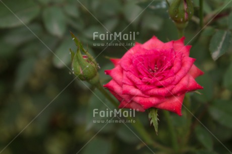 Fair Trade Photo Colour image, Flower, Horizontal, Mothers day, Nature, Peru, South America