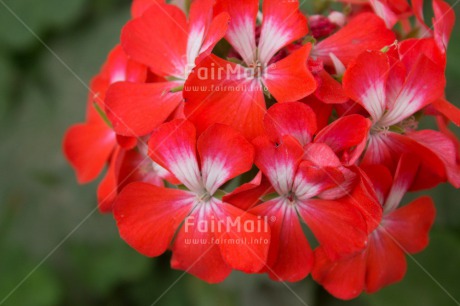 Fair Trade Photo Colour image, Flower, Horizontal, Mothers day, Nature, Peru, South America