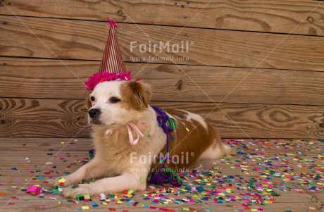Fair Trade Photo Animals, Birthday, Colour image, Dog, Hat, Horizontal, Party, Peru, South America