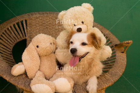 Fair Trade Photo Animals, Colour image, Cute, Dog, Horizontal, Peru, Rabbit, South America, Teddybear