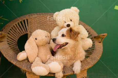 Fair Trade Photo Animals, Colour image, Cute, Dog, Horizontal, Peru, Rabbit, South America, Teddybear