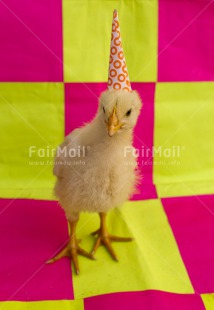 Fair Trade Photo Birthday, Chicken, Colour image, Hat, Peru, South America, Vertical