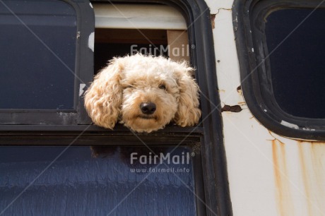 Fair Trade Photo Animals, Bus, Colour image, Dog, Funny, Good trip, Horizontal, Peru, South America, Transport, Travel