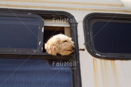 Fair Trade Photo Animals, Bus, Colour image, Dog, Funny, Good trip, Horizontal, Peru, South America, Transport, Travel