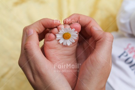 Fair Trade Photo Birth, Closeup, Colour image, Daisy, Flower, Foot, Hand, Horizontal, New baby, Peru, Shooting style, South America