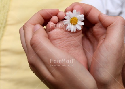 Fair Trade Photo Birth, Closeup, Colour image, Daisy, Flower, Foot, Hand, Horizontal, New baby, Peru, Shooting style, South America