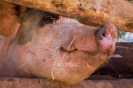 Fair Trade Photo Animals, Closeup, Colour image, Funny, Horizontal, Peru, Pig, Shooting style, Smile, South America