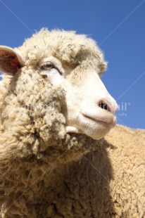 Fair Trade Photo Agriculture, Animals, Colour image, Peru, Sheep, South America, Vertical