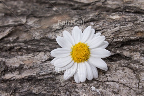 Fair Trade Photo Colour image, Flower, Friendship, Horizontal, Mothers day, Peru, South America