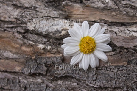 Fair Trade Photo Colour image, Flower, Friendship, Horizontal, Mothers day, Peru, South America