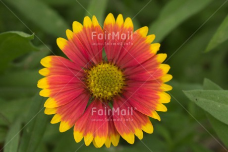 Fair Trade Photo Colour image, Flower, Friendship, Horizontal, Mothers day, Peru, South America