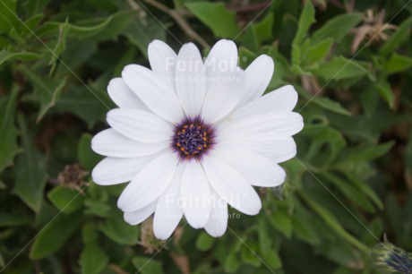 Fair Trade Photo Colour image, Flower, Friendship, Horizontal, Mothers day, Peru, South America