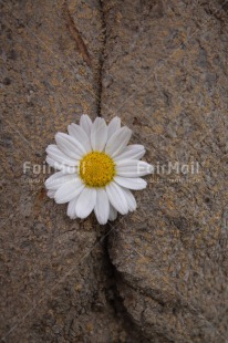 Fair Trade Photo Artistique, Colour image, Daisy, Flower, Peru, South America, Vertical