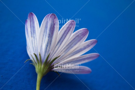 Fair Trade Photo Colour image, Condolence-Sympathy, Flower, Horizontal, Peru, South America