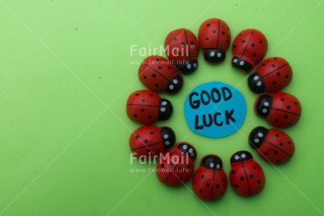 Fair Trade Photo Animals, Colour image, Exams, Good luck, Green, Horizontal, Insect, Ladybug, Peru, Red, South America