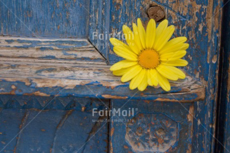 Fair Trade Photo Colour image, Door, Flower, Horizontal, Peru, South America, Yellow