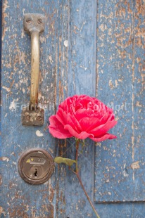 Fair Trade Photo Colour image, Door, Flower, New home, Peru, Rose, South America, Vertical