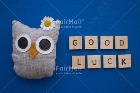 Fair Trade Photo Colour image, Exams, Flower, Good luck, Horizontal, Owl, Peru, South America, Wisdom