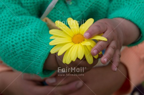 Fair Trade Photo Child, Colour image, Flower, Green, Hands, Horizontal, Love, Mother, Mothers day, New baby, Peru, South America, Thank you, Yellow