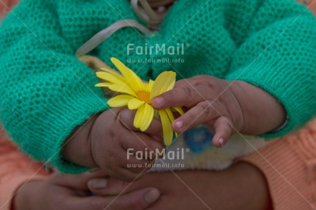 Fair Trade Photo Child, Colour image, Flower, Green, Hands, Horizontal, Love, Mother, Mothers day, New baby, Peru, South America, Thank you, Yellow