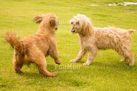 Fair Trade Photo Activity, Animals, Brown, Colour image, Dog, Friendship, Grass, Green, Horizontal, Love, Peru, Playing, South America, Two, White