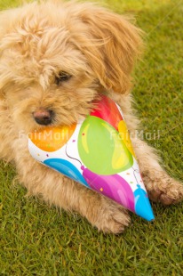 Fair Trade Photo Activity, Animals, Balloon, Birthday, Biting, Colour image, Dog, Grass, Green, Hat, Horizontal, Multi-coloured, Peru, Playing, South America