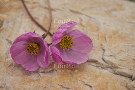 Fair Trade Photo Colour image, Condolence-Sympathy, Day, Fathers day, Flower, Flowers, Horizontal, Light, Love, Mothers day, Peru, Purple, Sorry, South America, Stone, Thank you, Valentines day