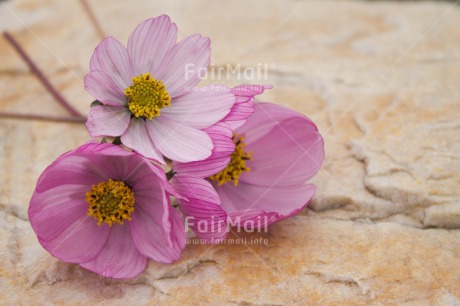 Fair Trade Photo Colour image, Condolence-Sympathy, Day, Fathers day, Flower, Flowers, Horizontal, Light, Love, Mothers day, Peru, Purple, Sorry, South America, Stone, Thank you, Valentines day