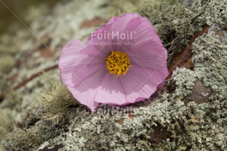 Fair Trade Photo Colour image, Condolence-Sympathy, Day, Fathers day, Flower, Horizontal, Light, Love, Mothers day, Peru, Purple, Sorry, South America, Stone, Thank you, Valentines day