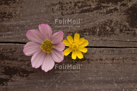 Fair Trade Photo Brown, Colour image, Condolence-Sympathy, Fathers day, Flower, Flowers, Horizontal, Love, Mothers day, Peru, Purple, Sorry, South America, Thank you, Valentines day, Wood, Yellow