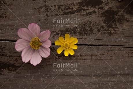 Fair Trade Photo Brown, Colour image, Condolence-Sympathy, Fathers day, Flower, Flowers, Horizontal, Love, Mothers day, Peru, Purple, Sorry, South America, Thank you, Valentines day, Wood, Yellow