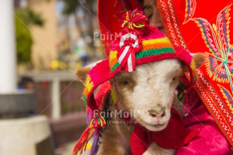 Fair Trade Photo Animals, Clothing, Colour image, Culture, Day, Funny, Goat, Hat, Horizontal, Latin, Outdoor, Peru, Rural, Seasons, South America, Traditional clothing, Winter