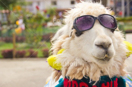 Fair Trade Photo Animals, Colour image, Day, Funny, Horizontal, Llama, Outdoor, Peru, Seasons, South America, Summer, Sunglasses