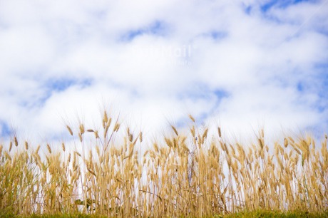 Fair Trade Photo Agriculture, Blue, Clouds, Colour image, Condolence-Sympathy, Corn, Day, Horizontal, Nature, Outdoor, Peru, Rural, Silence, Sky, South America