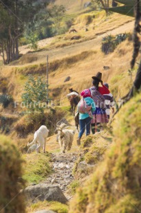Fair Trade Photo Animals, Clothing, Colour image, Culture, Day, Farmer, Latin, Mountain, Nature, Outdoor, People, Peru, Rural, South America, Traditional clothing, Vertical