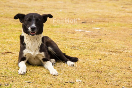 Fair Trade Photo Activity, Animals, Colour image, Day, Dog, Emotions, Happiness, Horizontal, Lying, Nature, Outdoor, Peru, Rural, Smile, Smiling, South America