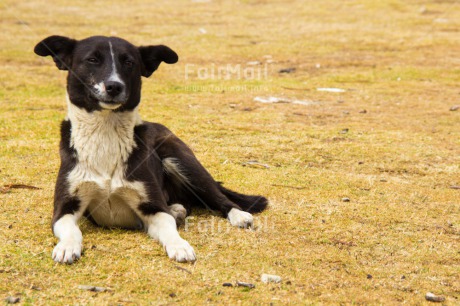 Fair Trade Photo Activity, Animals, Colour image, Day, Dog, Emotions, Happiness, Horizontal, Lying, Nature, Outdoor, Peru, Rural, Smile, Smiling, South America