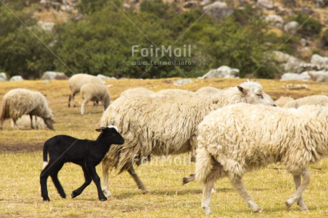 Fair Trade Photo Animals, Black, Child, Colour image, Day, Farm, Group, Horizontal, Mother, Nature, Outdoor, Peru, Rural, Sheep, South America