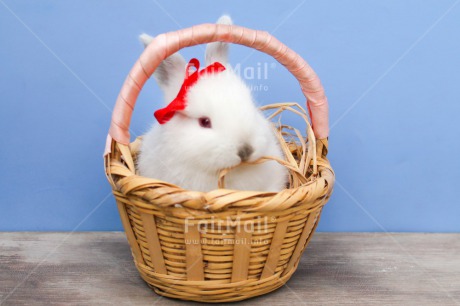 Fair Trade Photo Activity, Animals, Colour image, Cute, Easter, Horizontal, Peru, Rabbit, Red, Ribbon, Seasons, Sitting, South America, Spring, Summer, White