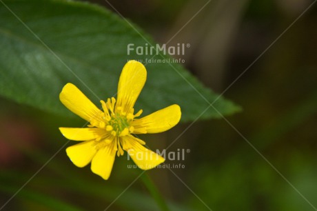 Fair Trade Photo Colour image, Fathers day, Flower, Gift, Love, Mothers day, Peru, Seasons, Sorry, South America, Spring, Thank you, Valentines day, Yellow