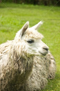 Fair Trade Photo Animals, Colour image, Greeting, Llama, Peru, South America, White