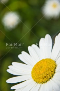 Fair Trade Photo Colour image, Fathers day, Flower, Gift, Love, Mothers day, Peru, Seasons, Sorry, South America, Spring, Thank you, Valentines day, White