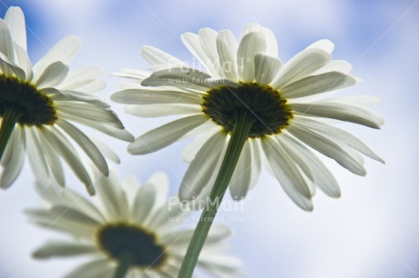 Fair Trade Photo Colour image, Fathers day, Flower, Gift, Love, Mothers day, Peru, Seasons, Sorry, South America, Spring, Thank you, Valentines day, White